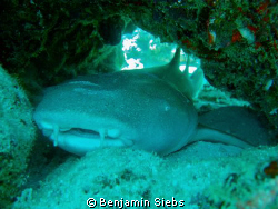 Resting nurseshark by Benjamin Siebs 